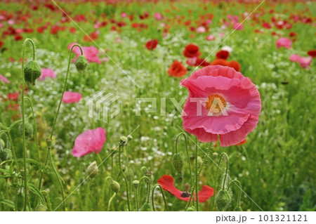 ポピーとカスミソウの花畑 101321121