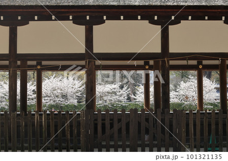 神殿の向こうに咲く満開の桜 101321135