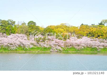 桜が咲き誇る鶴見緑地公園の大池（大阪） 101321140
