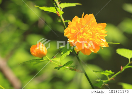 山吹の花 101321176