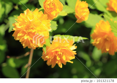 山吹の花 山吹の花 101321178