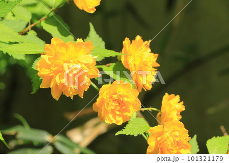 山吹の花 101321179