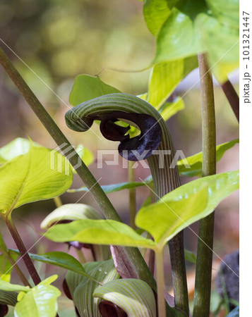 初夏の野に咲く武蔵鐙 初夏の野に咲く武蔵鐙 101321447