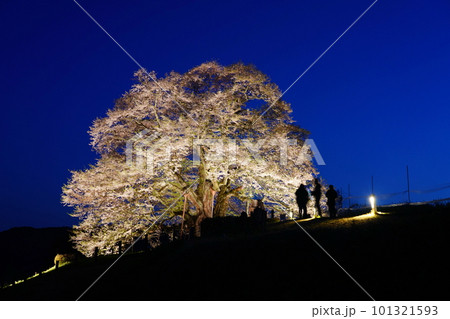 醍醐桜36 醍醐桜36 101321593