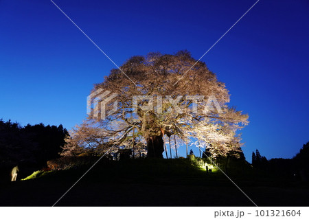 醍醐桜29 醍醐桜29 101321604