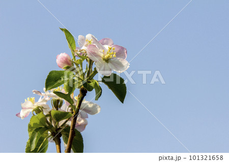 可愛いリンゴの花 可愛いリンゴの花 101321658