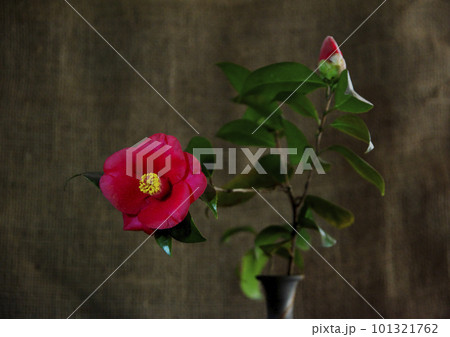 侘び助椿 101321762