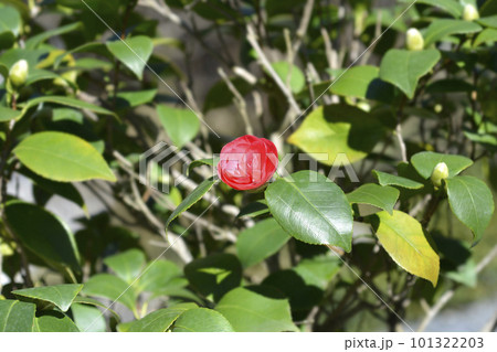 Camellia Camellia 101322203