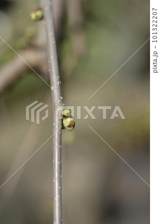 Weeping white mulberry 101322207