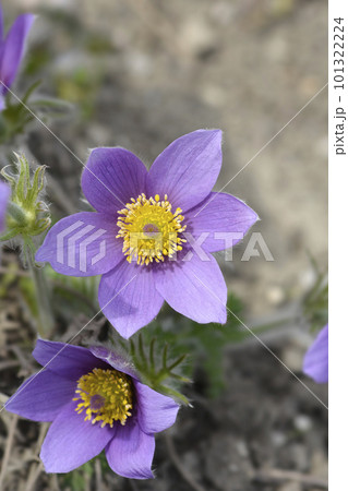 Pasque flower Pasque flower 101322224