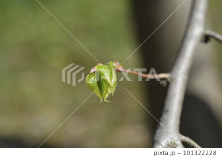 Mongolian lime 101322228