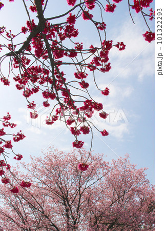 緋寒桜と安行桜 緋寒桜と安行桜 101322293