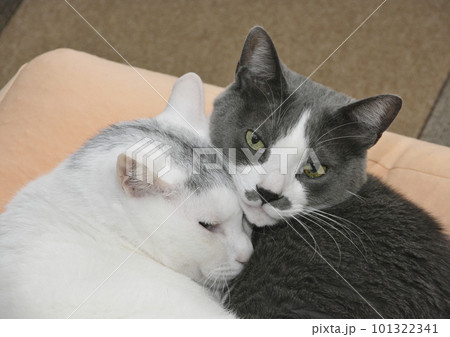 寄り添う猫 寄り添う猫 101322341