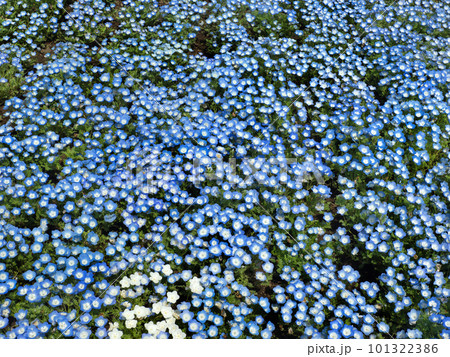 ネモフィラの花壇 101322386