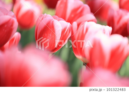 春の花畑に咲く可憐なチューリップ 101322483
