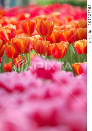春の花畑に咲く可憐なチューリップ 101322565