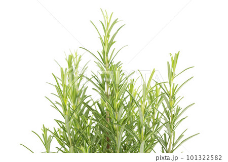 Branches of rosemary on a white background 101322582