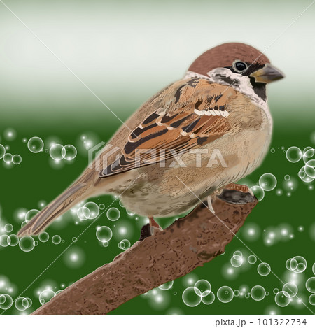 枝にとまる可愛いスズメ イラスト 枝にとまる可愛いスズメ イラスト 101322734