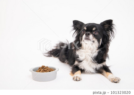 フードボールに入ったドッグフードを差し出されたチワワ 101323020