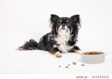 フードボールに入ったドッグフードを差し出されたチワワ 101323022