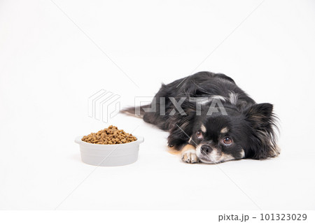 フードボールに入ったドッグフードを差し出されたチワワ 101323029