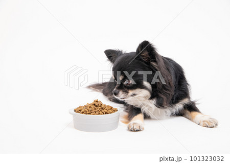 フードボールに入ったドッグフードを差し出されたチワワ フードボールに入ったドッグフードを差し出されたチワワ 101323032