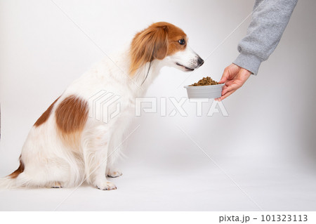 フードボウルからドッグフードをもらう犬 101323113