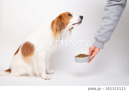 フードボウルからドッグフードをもらう犬 101323115