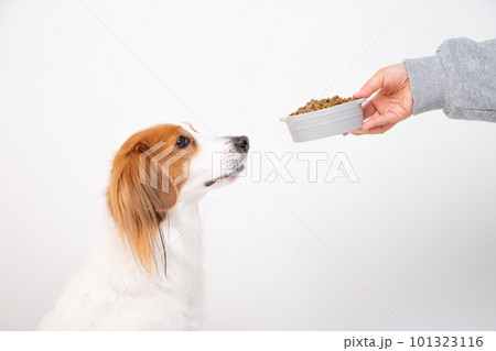 フードボウルからドッグフードをもらう犬 101323116