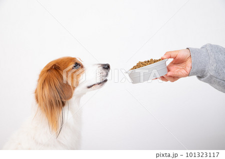 フードボウルからドッグフードをもらう犬 フードボウルからドッグフードをもらう犬 101323117