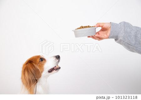 フードボウルからドッグフードをもらう犬 フードボウルからドッグフードをもらう犬 101323118