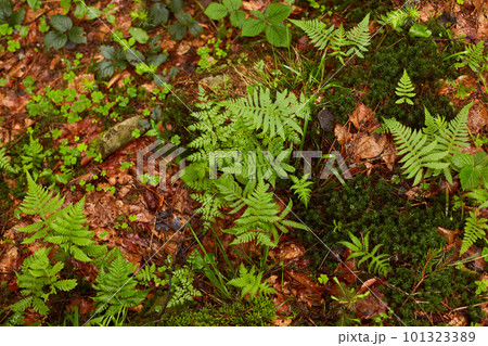 Outdoor image of forest plants growing along paths, green and yellow leaves being wet after rainfall, changing colours, autumn coming to forest, various types of green. Nature beauty concept. Outdoor image of forest plants growing along paths, green and yellow leaves being wet after rainfall, changing colours, autumn coming to forest, various types of green. Nature beauty concept. 101323389