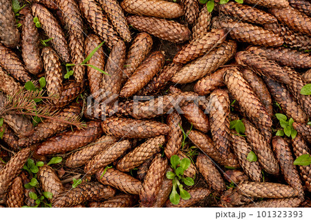 Top view of pine cones situated on ground in forest, heap of cones without seeds looking wet after rainfall, laying on green tiny plants, conceptual of Christmas season. In peace with nature. 101323393