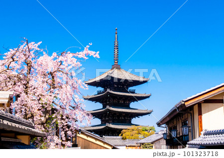 京都　八坂の塔（法観寺）と枝垂れ桜 101323718