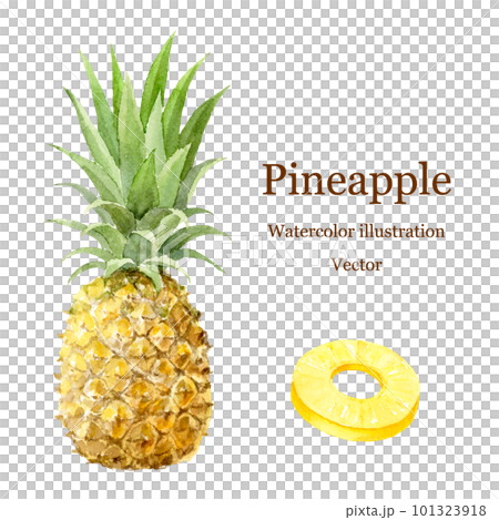 矢量圖的水彩畫菠蘿 101323918
