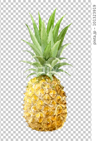 菠蘿水彩插圖模擬手繪背景透明 101323919