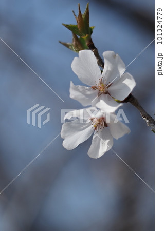 春の日差しを浴びて咲く桜 101324779