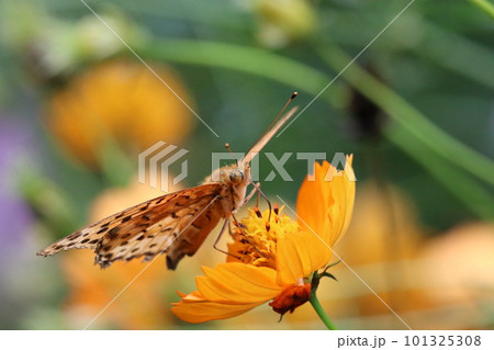 黄花コスモスの花から美味しそうに吸蜜するヒョウモンチョウ（マクロレンズ使用・屋外接写画像） 101325308