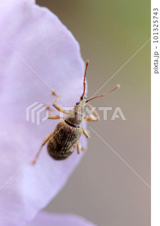 数ミリの小さなツノヒゲゾウムシと薄色のシャクナゲの花びら（マクロレンズ使用・屋外接写） 101325743