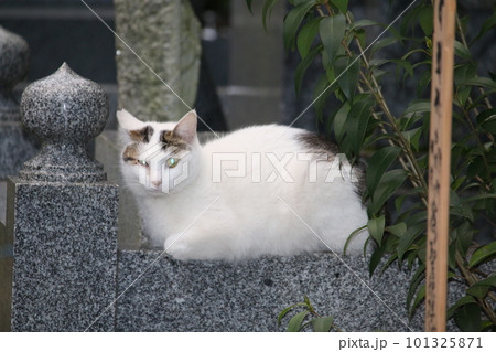 松山 石手寺の猫 松山 石手寺の猫 101325871