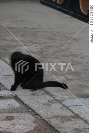 松山　石手寺の猫 101325880