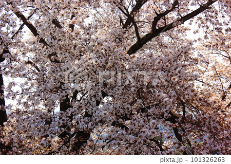 見頃を迎えた青梅の瘡守稲荷神社の山桜(5) 見頃を迎えた青梅の瘡守稲荷神社の山桜(5) 101326263