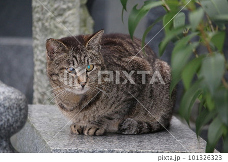 松山　石手寺の猫 101326323