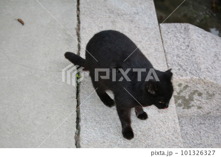 松山 石手寺の猫 松山 石手寺の猫 101326327