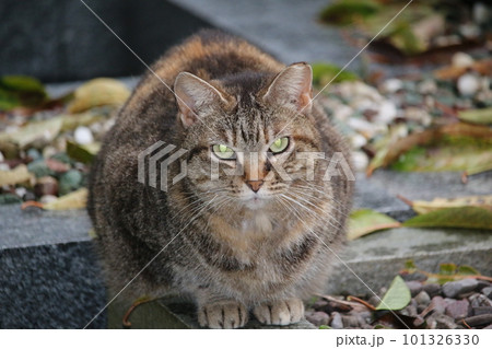 松山　石手寺の猫 101326330