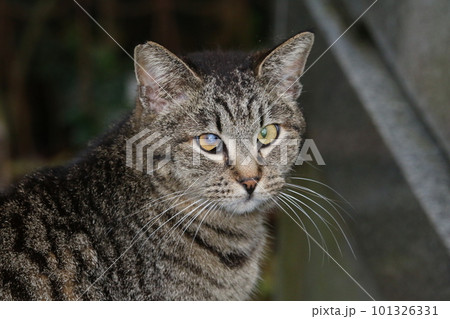 松山 石手寺の猫 松山 石手寺の猫 101326331
