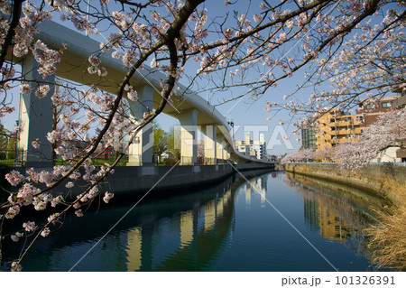 蒔田公園　桜 101326391