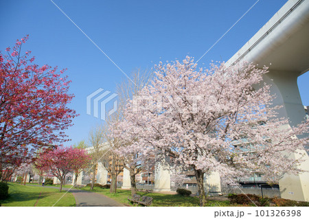 蒔田公園 桜 蒔田公園 桜 101326398