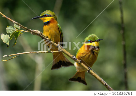 Little bee-eaters on thin branch with catchlights Little bee-eaters on thin branch with catchlights 101326761