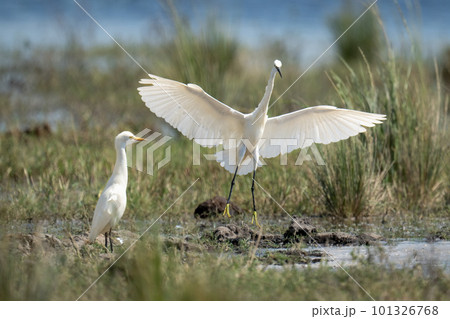 Little egret lands in shallows by another Little egret lands in shallows by another 101326768